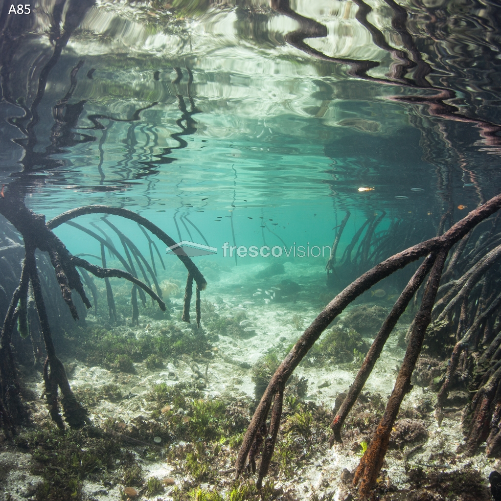 Mangroven als Aquarienrückwand