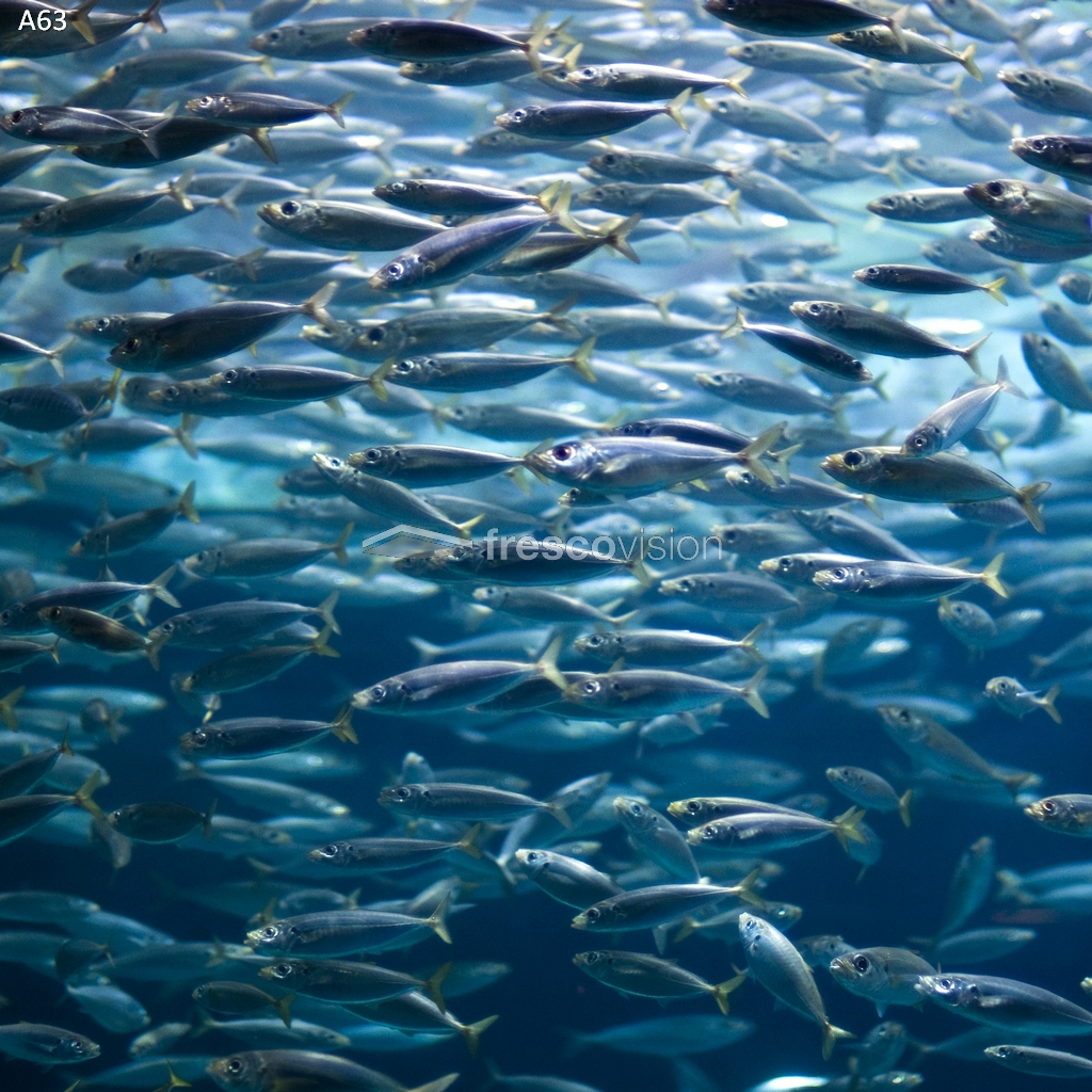 Meerwasser-Aquarium glänzt mit LED-Backlight
