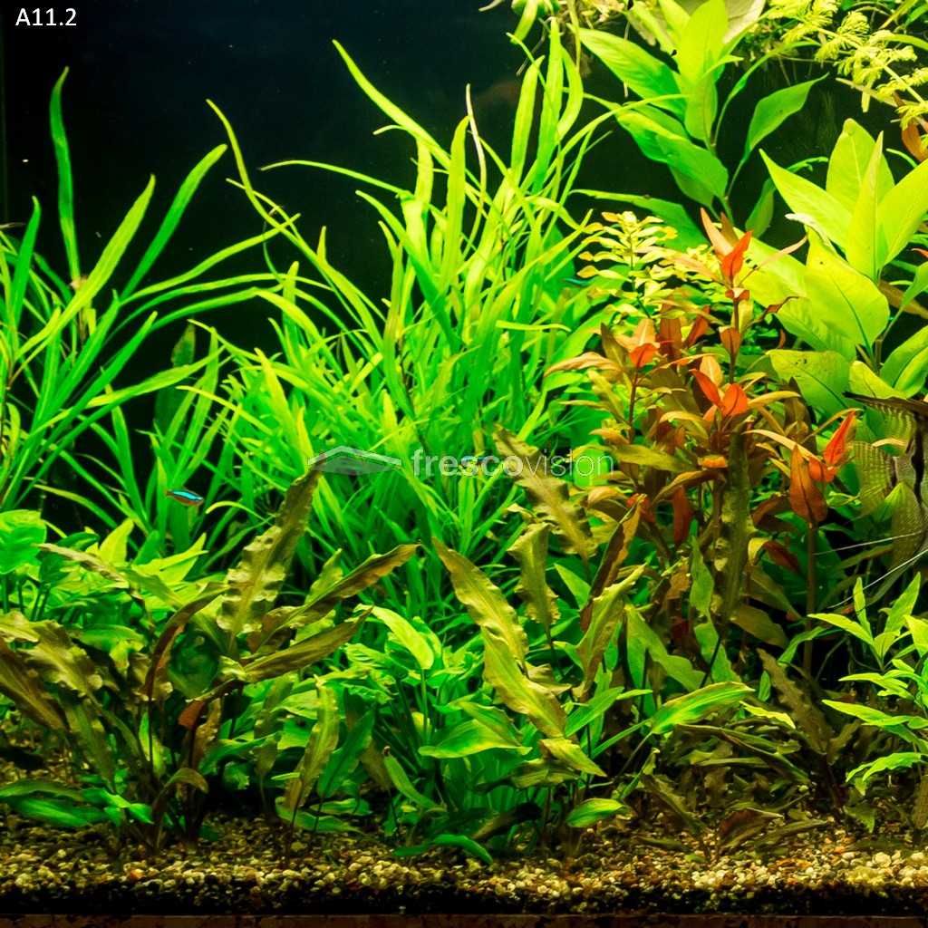 Aquarium Rückwand LED, ideal für Tierwohl