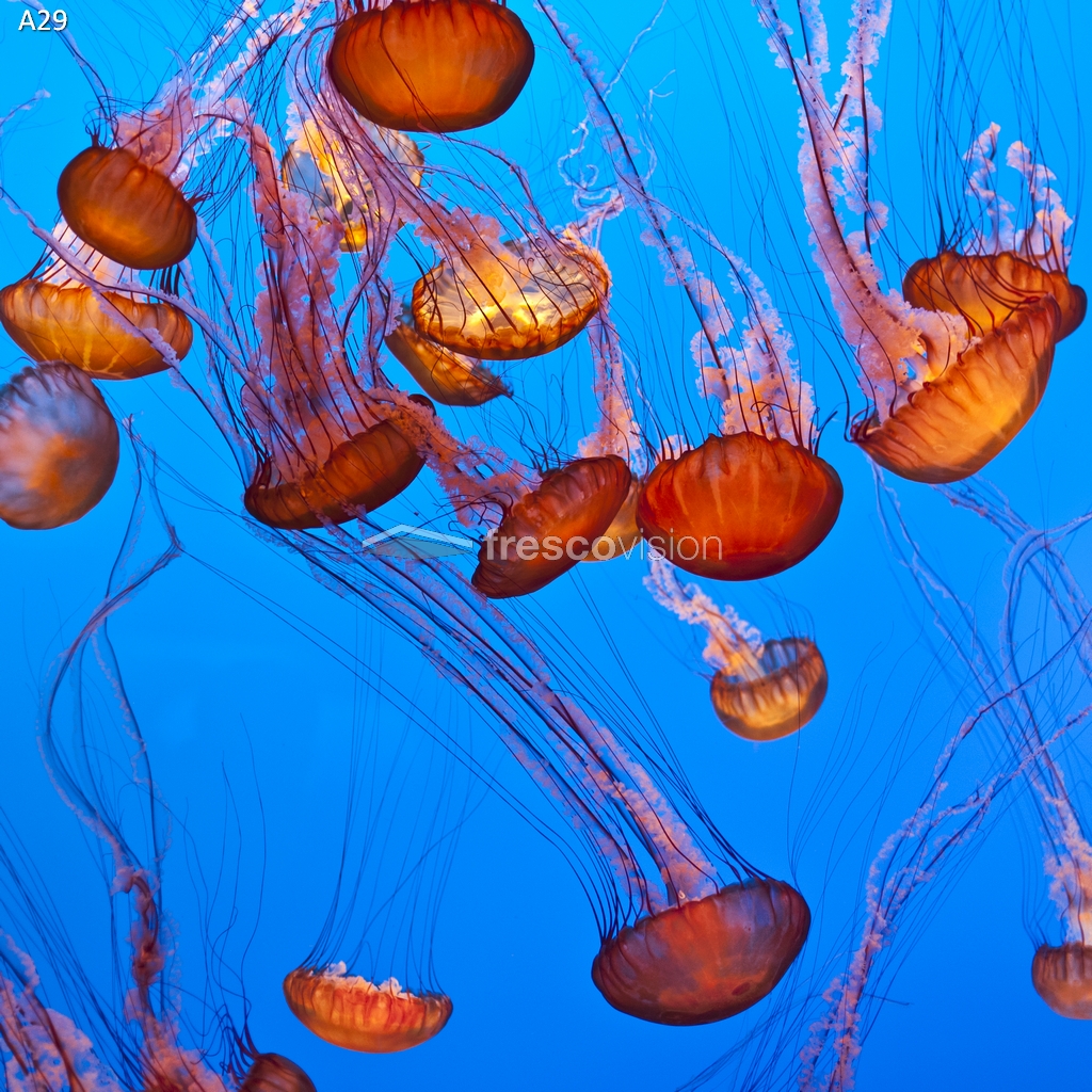 Quallen Backlight-Aquarienrückwand