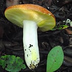 16. Bestimmungsabend 2025