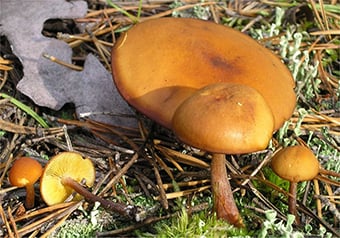 4. Rotbrauner Flämmling - Gymnopilus picreus - kSp