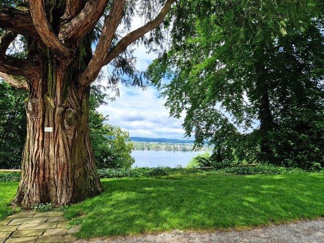 Erle – Alnus (welche genau von den rund 40 Arten?)