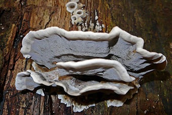 3. Angebrannter Rauchporling - Bjerkandera adusta - kSp