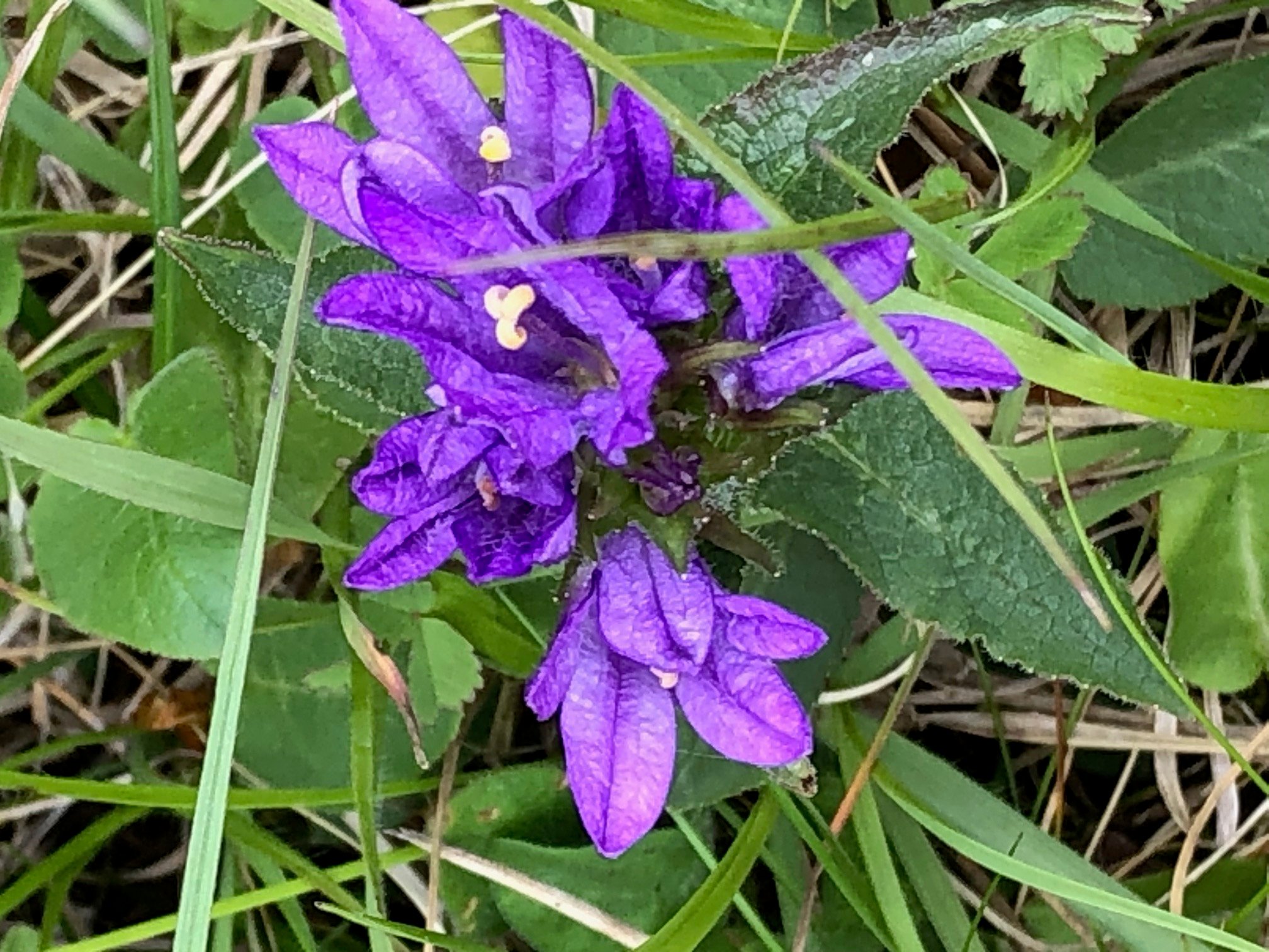 Büschel-Glockenblume