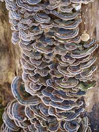 2. Schmetterlingstramete - Trametes versicolor - Heilpilz