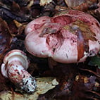 12. Bestimmungsabend 2025