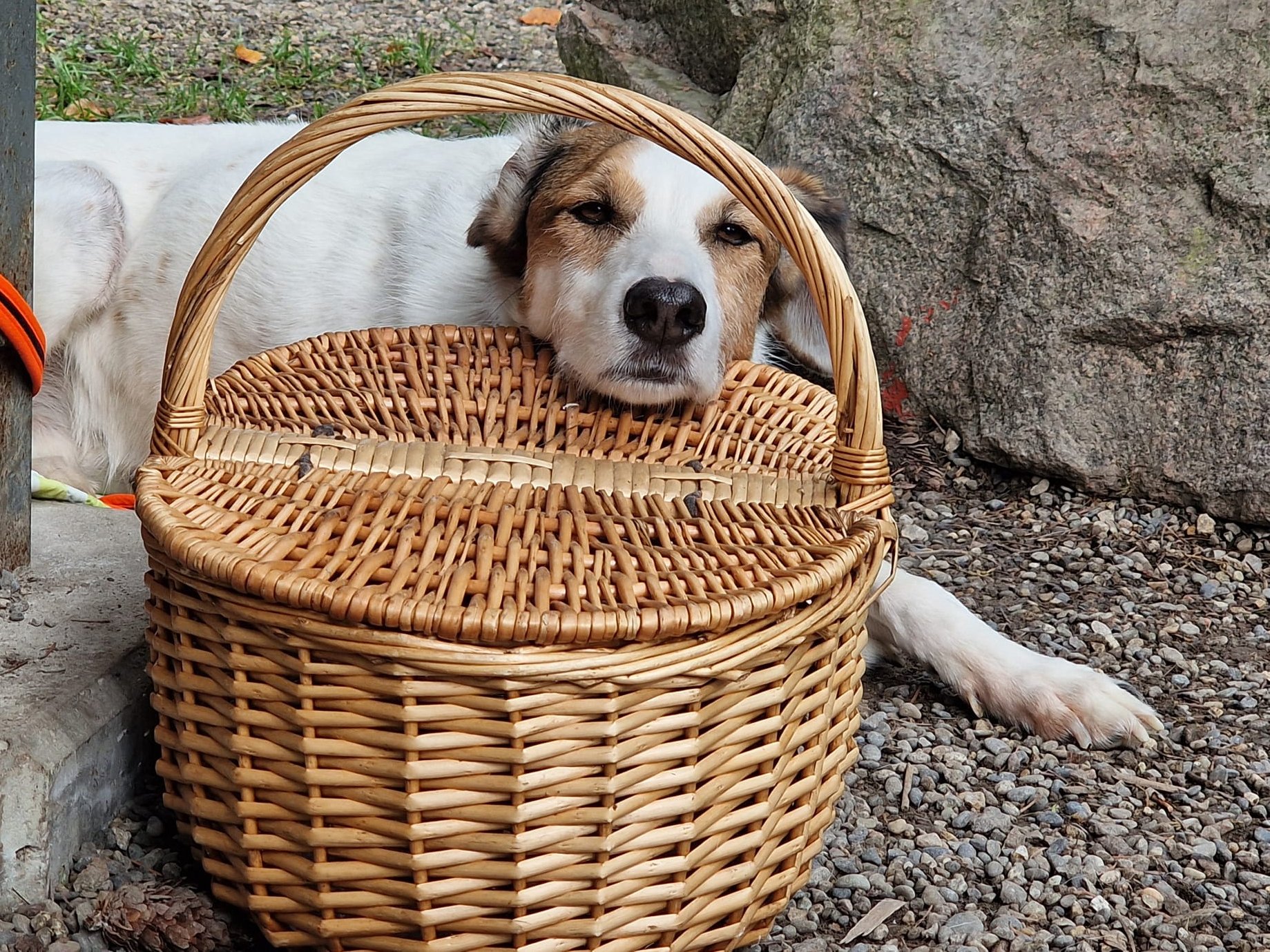 Benito, der Pilzkorbwächter