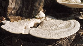 5. Buckeltramete - Trametes gibbosa - kSp