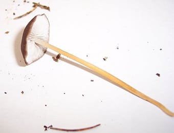 1. Fichtenzapfenrübling - Strobilorus esculentus - SP