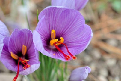 flor de açafrão orgânica