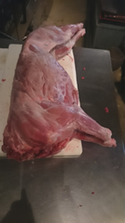 40センチのウリボー