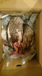 脂の見事な中鴨とカルガモ