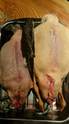 脂の見事な中鴨とカルガモ