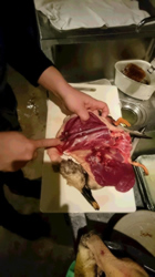 40センチのウリボー