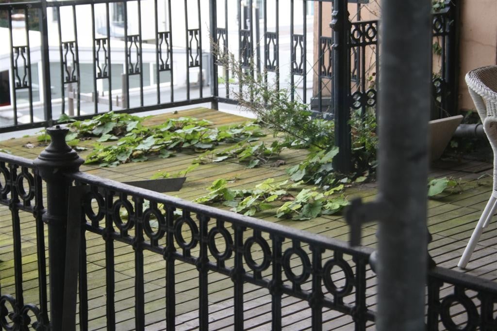 Pflanzen übernehmen Dachterrase