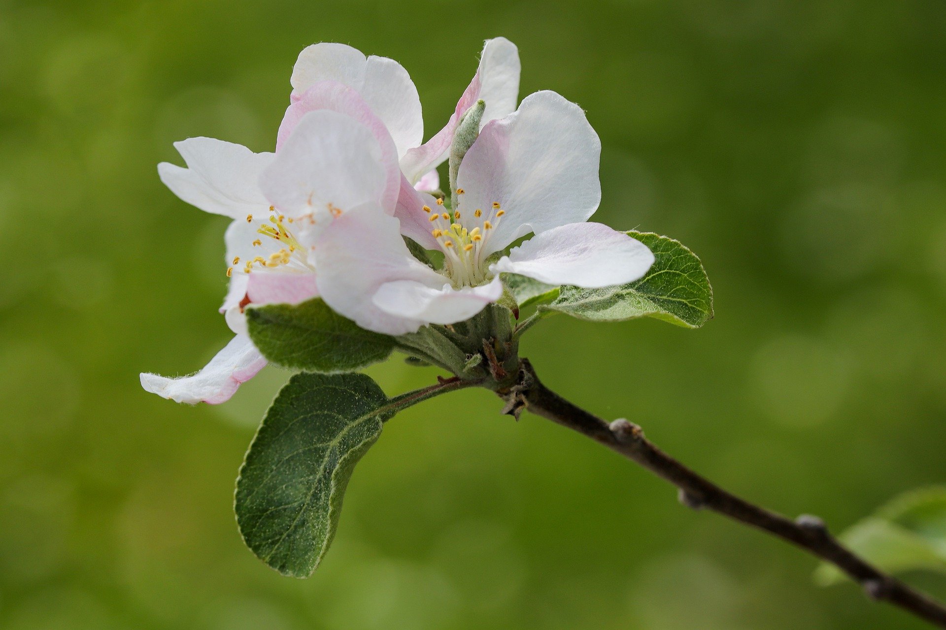 Tipps für Pollen-Allergiker, Teil 1