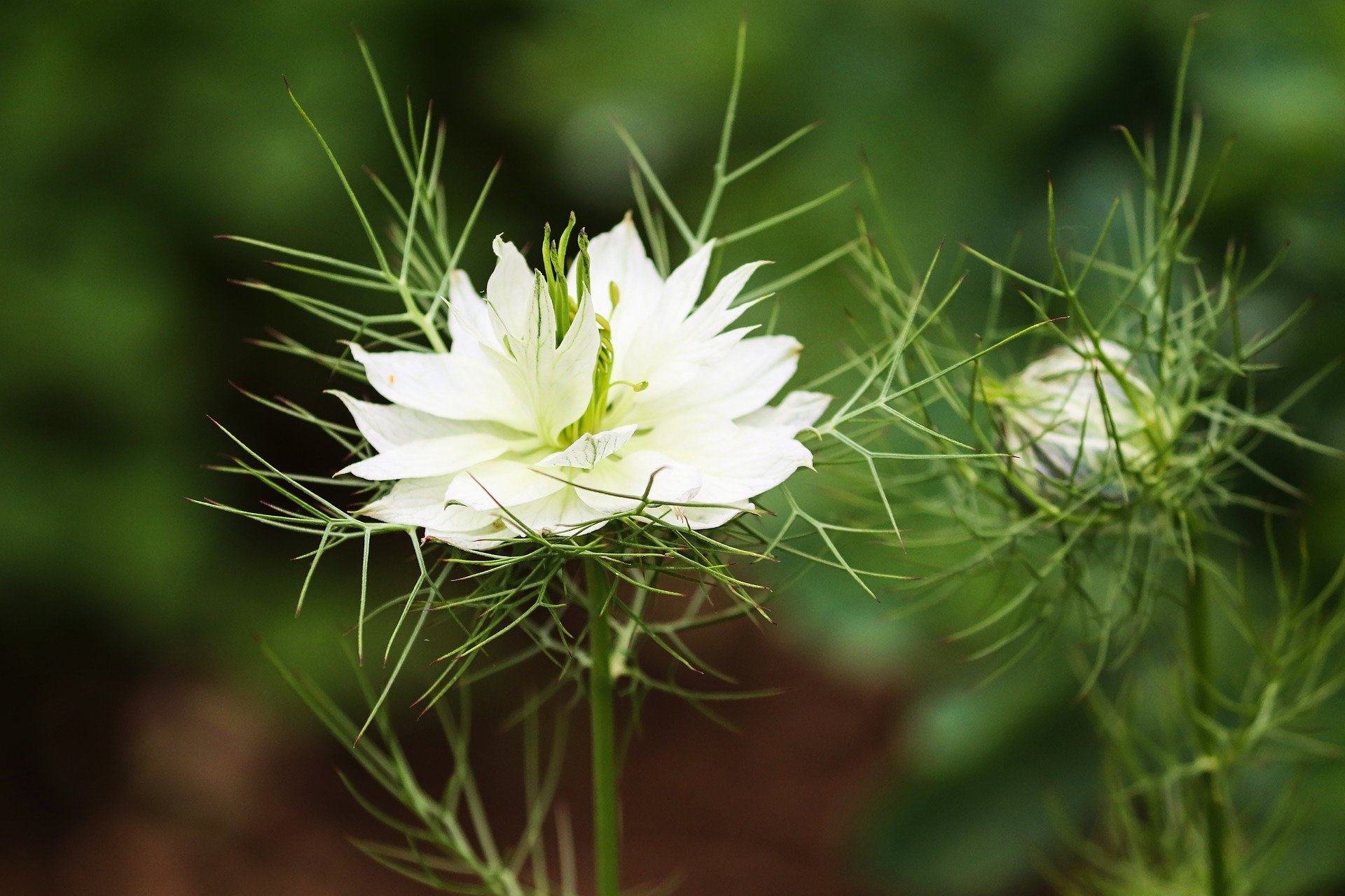 Tipps für Pollen-Allergiker, Teil 2