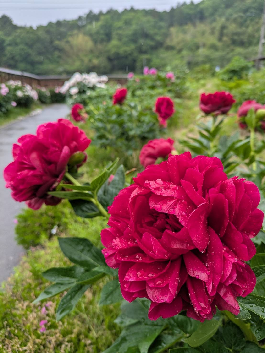 5月24日㈯の開花情報