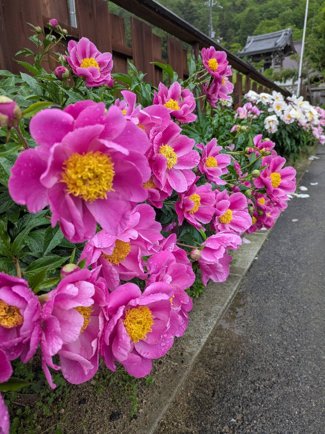 5月17日(土)の開花情報
