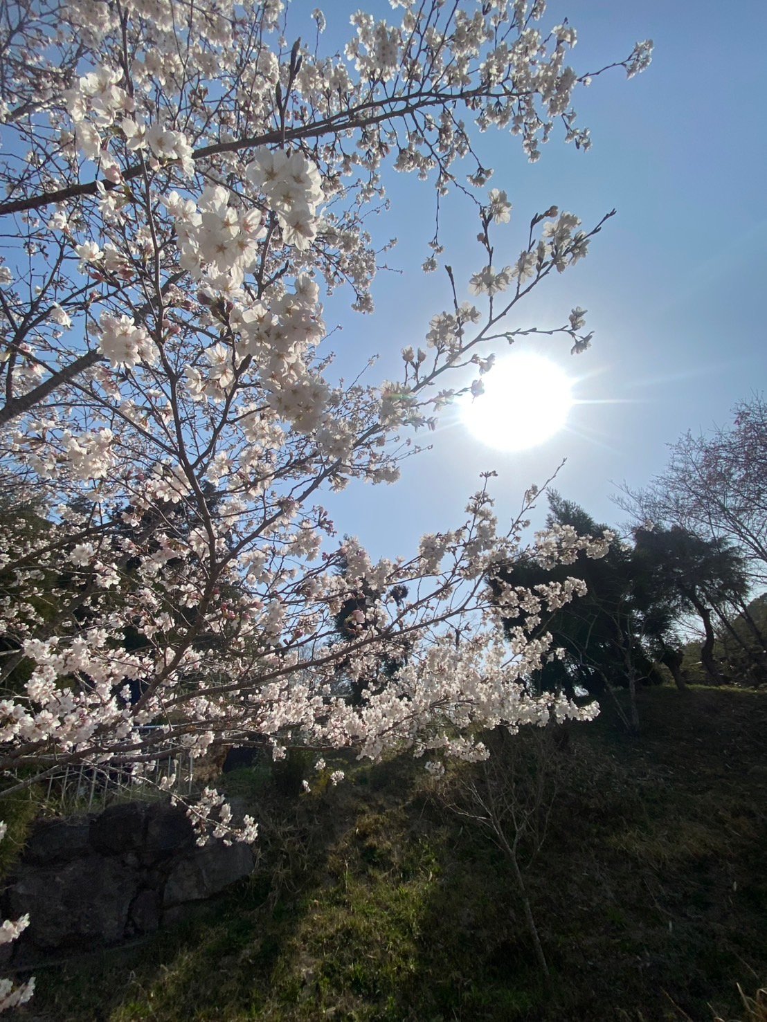 春がやってきました