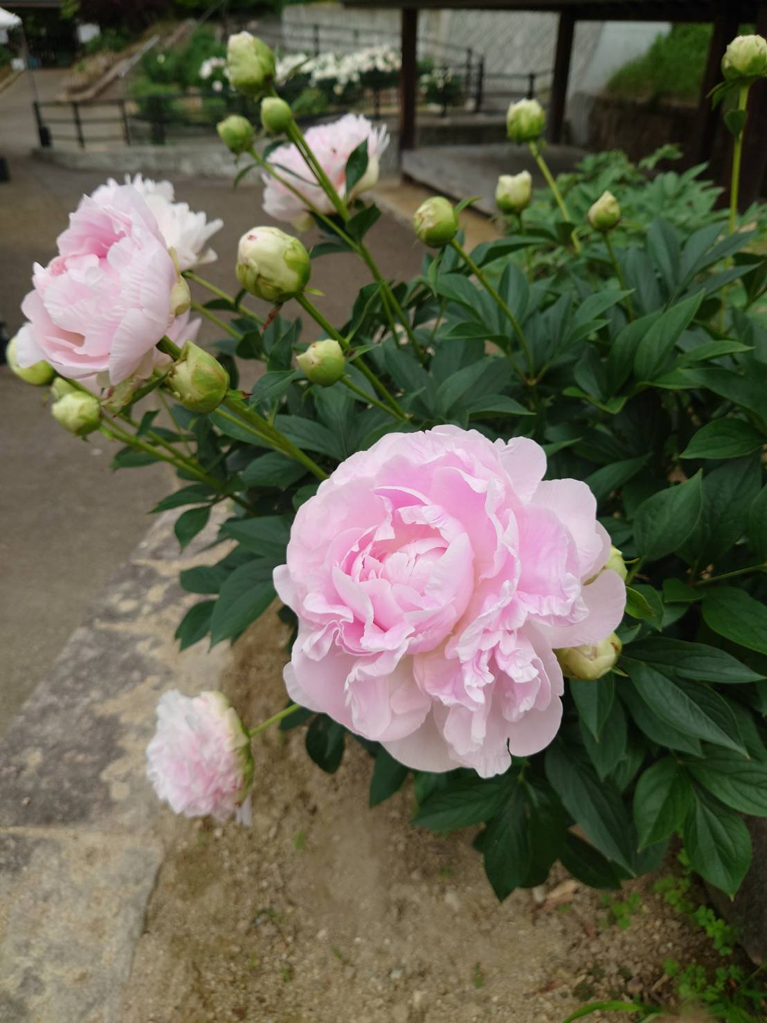5月21日㈬の開花情報