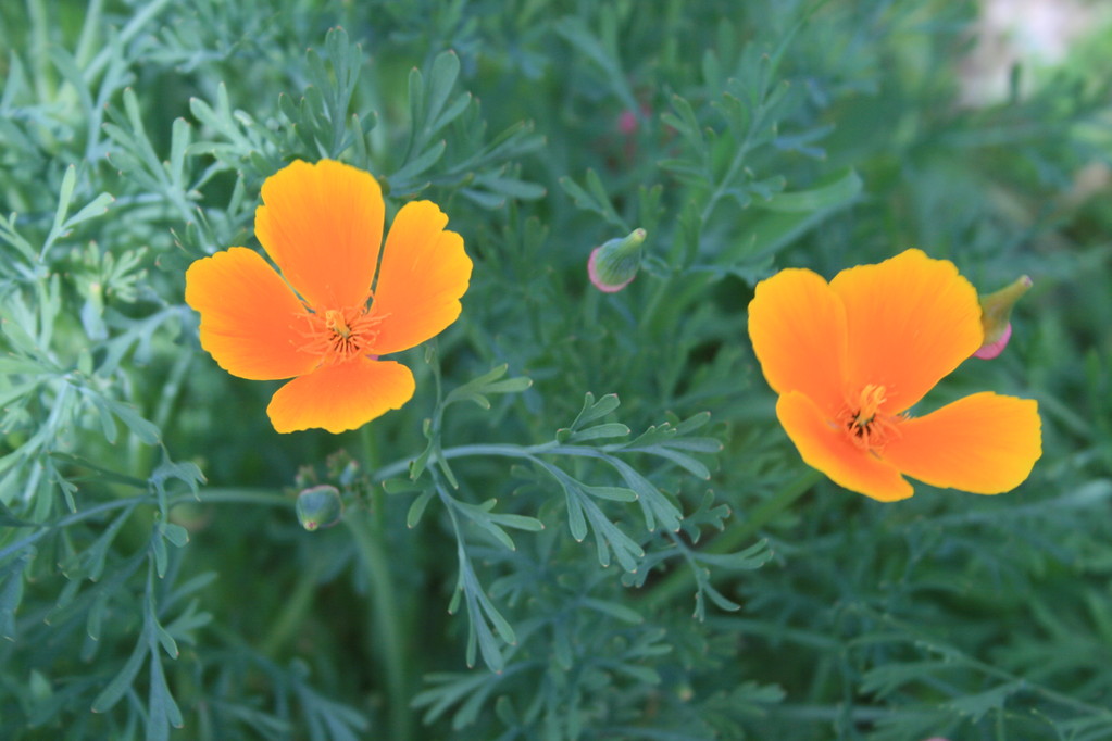 Printemps fleuri - Chambres d'hôtes Le Cadran Solaire