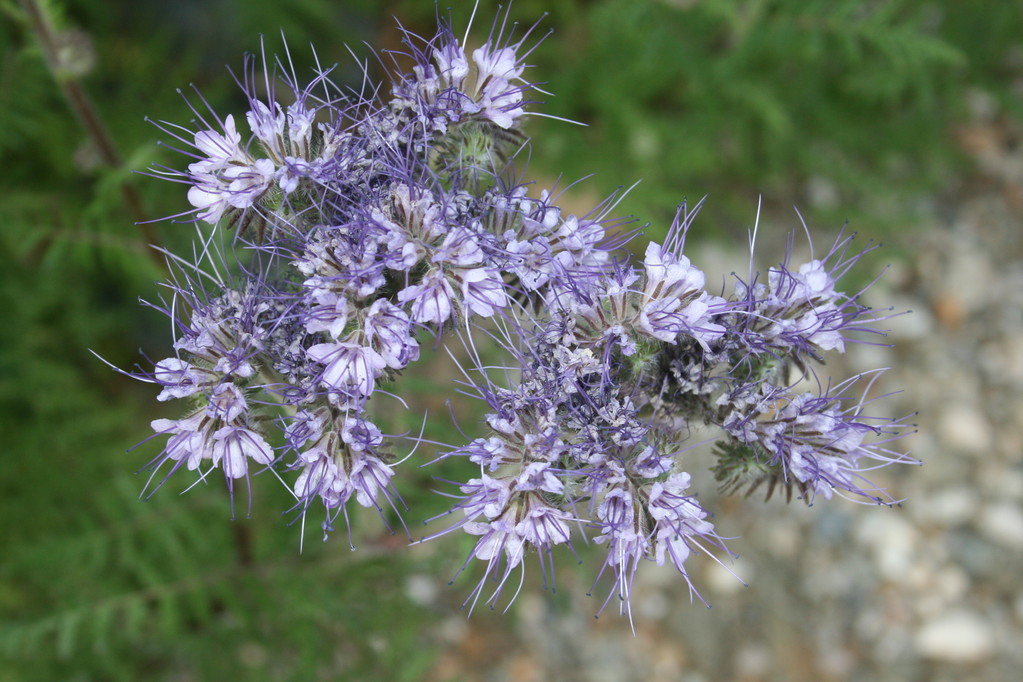 Phacélie du jardin - Chambres d'hôtes Le Cadran Solaire à Cabrières