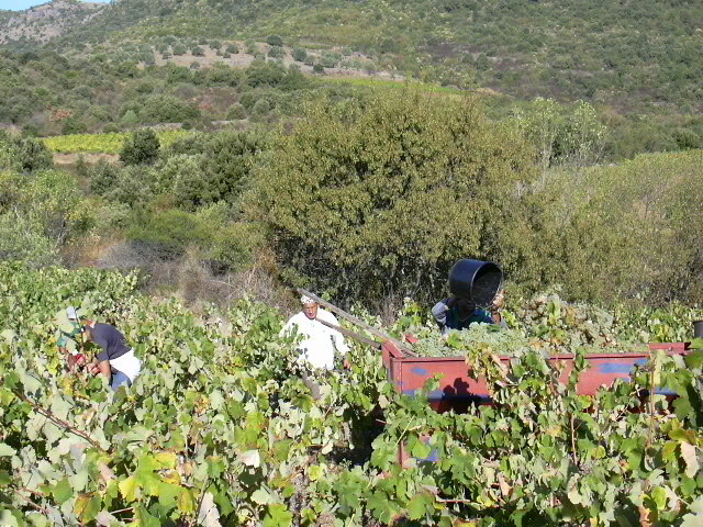 Vendanges à Cabrières
