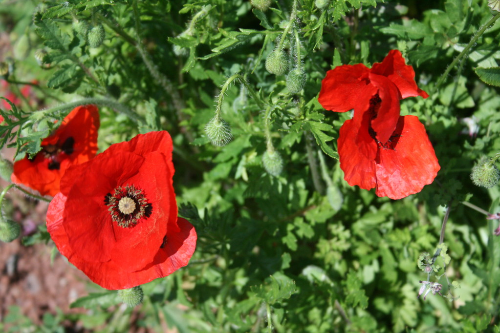 Printemps fleuri - Chambres d'hôtes Le Cadran Solaire à Cabrières