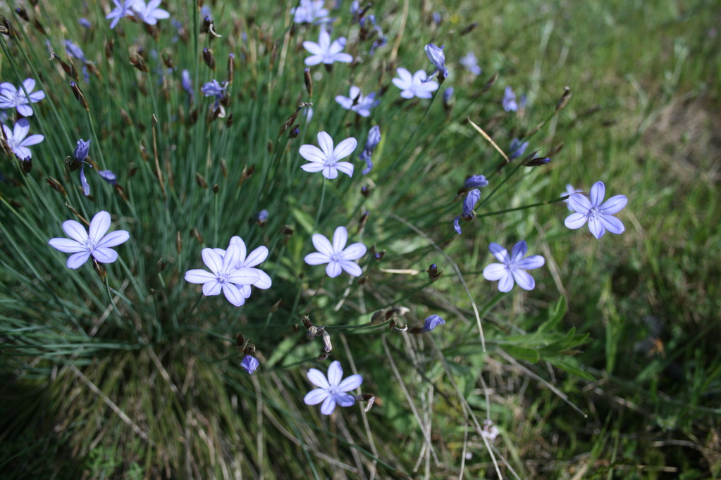 Aphilante de Montpellier