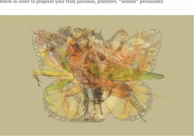 アニマル性格占いへクリック