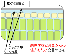 葉の断面図