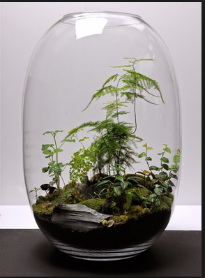 Terrarium