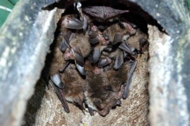 Seltener Fund im Fledermauskasten: Eine Gruppe von 15 Exemplaren der Bechsteinfledermaus.