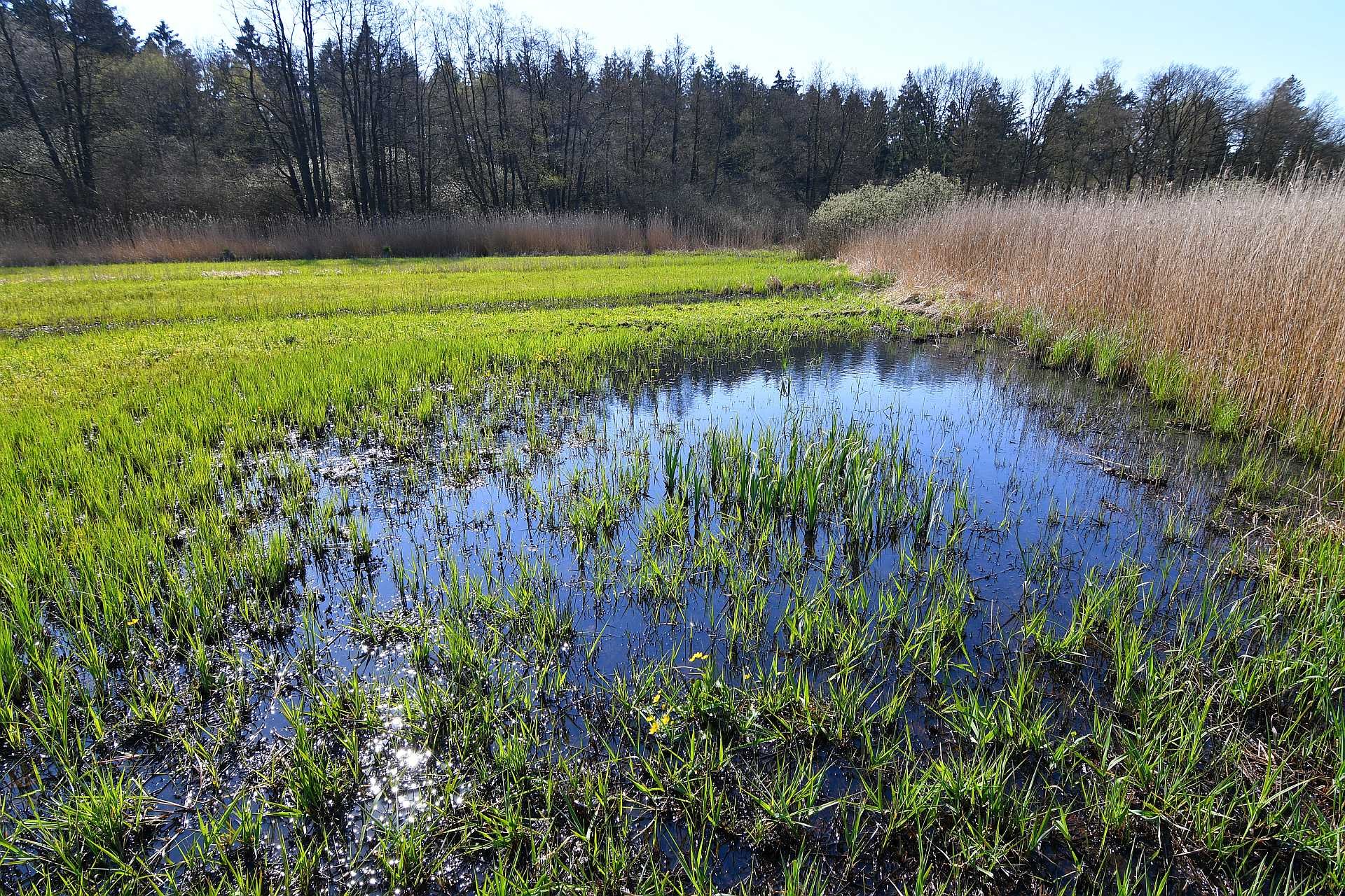 Feuchtwiese an der Osterau - Links gemähter Bereich, rechts Brache.