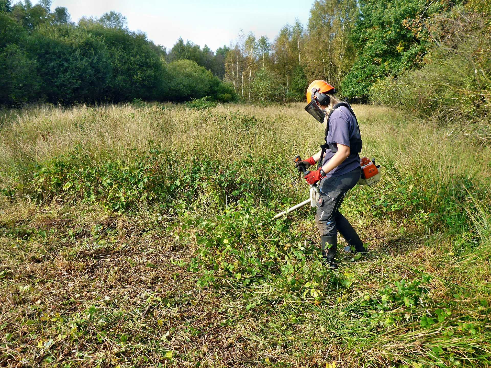 In den Bereichen mit alten Baumstümpfen mußte heute der Freischneider ran.
