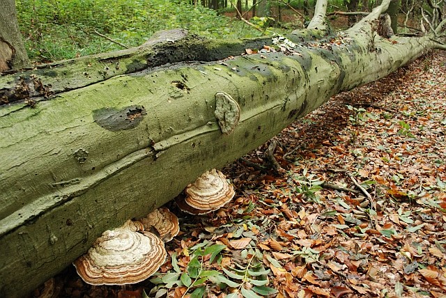 "Totholz ist Leben": Zunderschwämme an abgebrochener Buche.