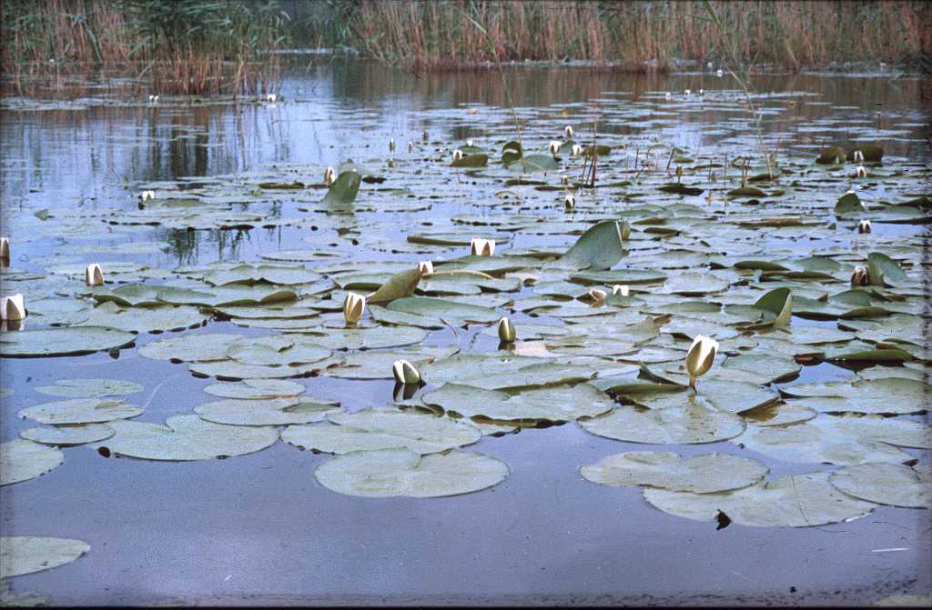 Die Namensgeber der 'Seerosenbucht'