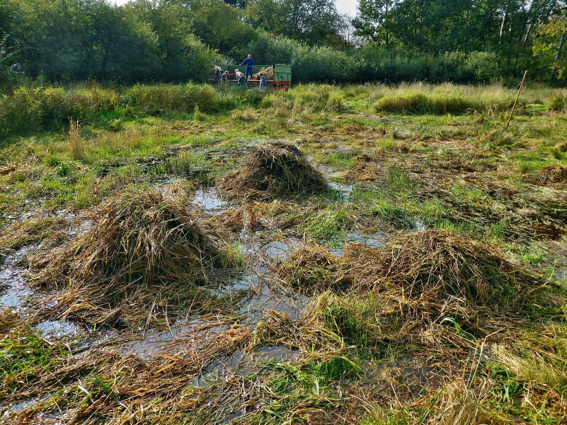Bisamburgen? - Nein, Mahdguthaufen!
