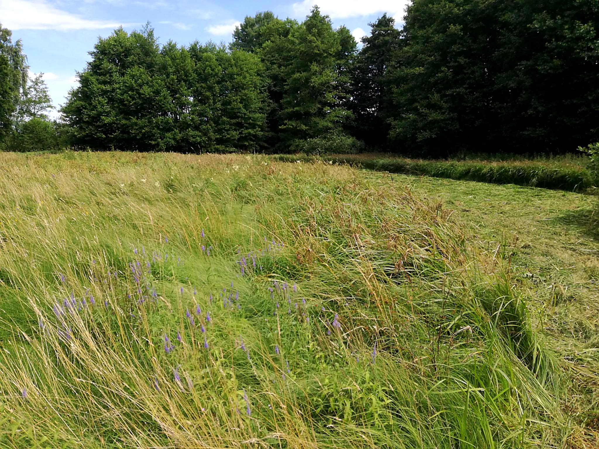 Dieser Teilbereich mit blau blühendem Langblättrigem Ehrenpreis, einer bei den erwachsenen Mädesüß-Perlmutterfaltern beliebten Nektarpflanze, wird erst später gemäht.
