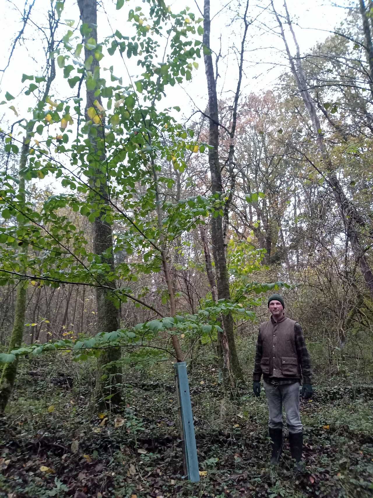 Flattulme sieben Jahre nach der Pflanzung im Auwald an der Stör.