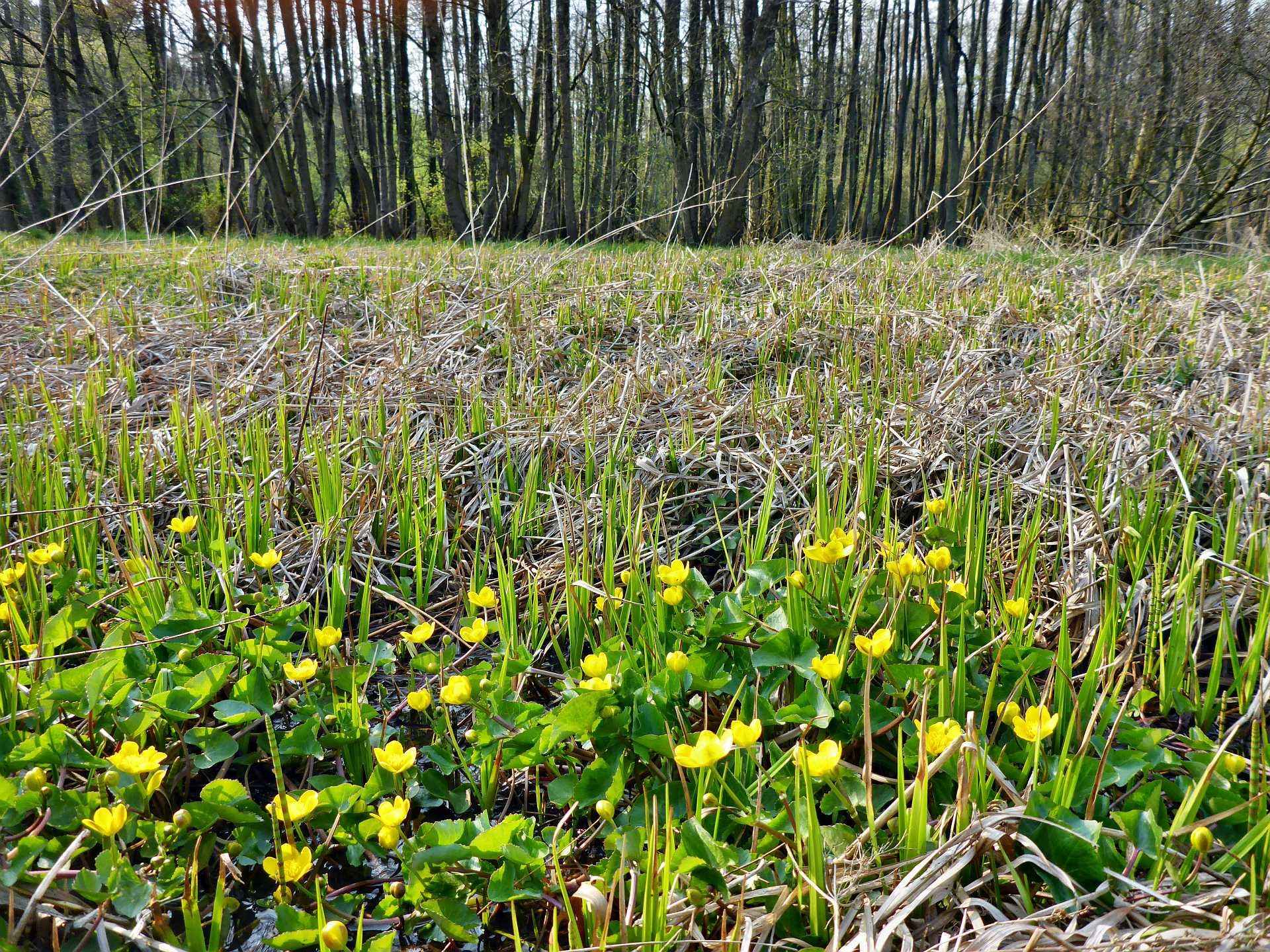 Gefördert: Ankauf einer Feuchtwiese an der Stör bei Klein-Kummerfeld
