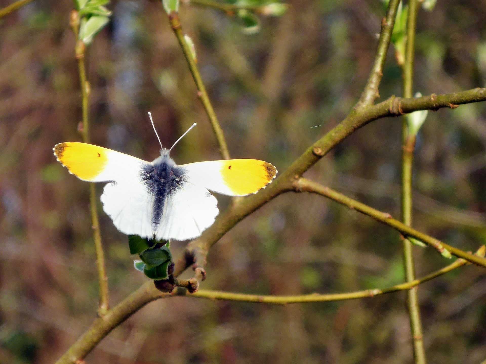 Frühlingsbote auf der größeren Feuchtwiese: Der Aurora-Falter. Seine Raupen fressen auf feuchten Wiesen am Wiesen-Schaumkraut. 