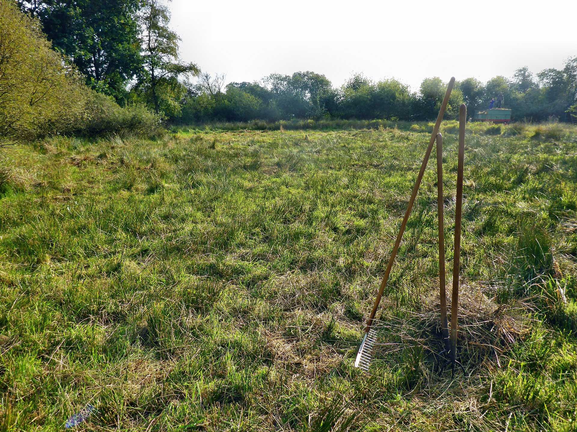 Noch etwas struppig, aber es wird von Jahr zu Jahr besser.