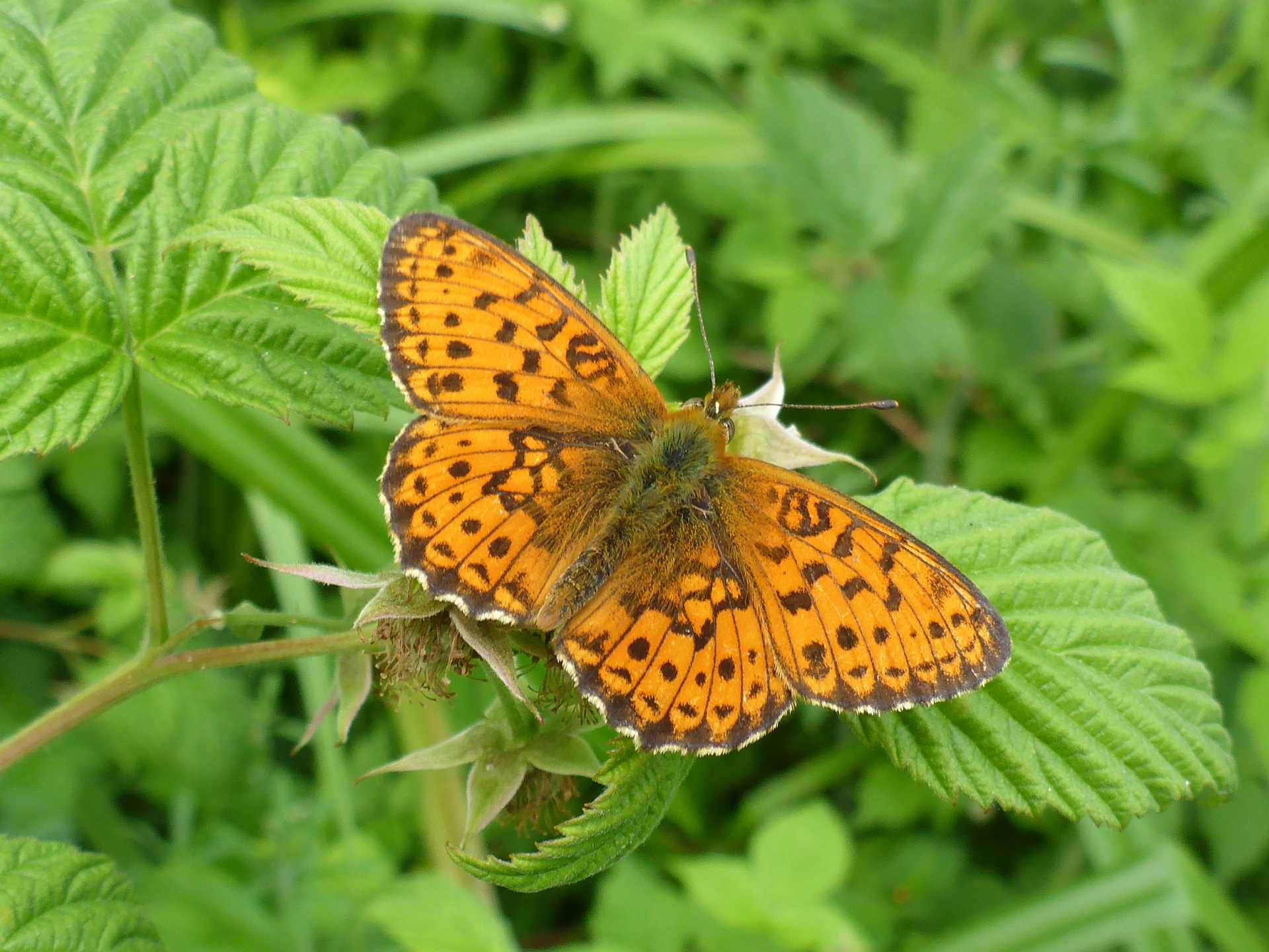 Der Star auf einer der beiden Feuchtwiesen im Bereich 'Orrigenwisch': Der Mädesüss-Perlmutterfalter.