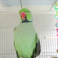 くう＠ワカケホンセイインコ（認定NPO法人tsubasa）