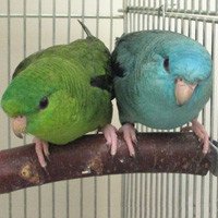 メロン・ソーダ＠サザナミインコ（認定NPO法人tsubasa）