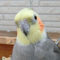 tsubasa2015年に里親が決まったオカメインコ