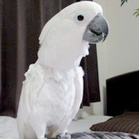 tsubasa2013年に里親が決まったタイハクオウム